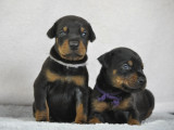 Superbes chiots Dobermann LOF à vendre