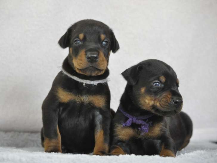 Superbes chiots Dobermann LOF à vendre