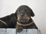 Superbes chiots Dobermann LOF à vendre