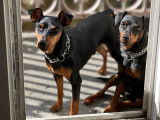 2 très beaux mâles Pinscher Nain reproducteurs à vendre