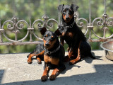 2 très beaux mâles Pinscher Nain reproducteurs à vendre
