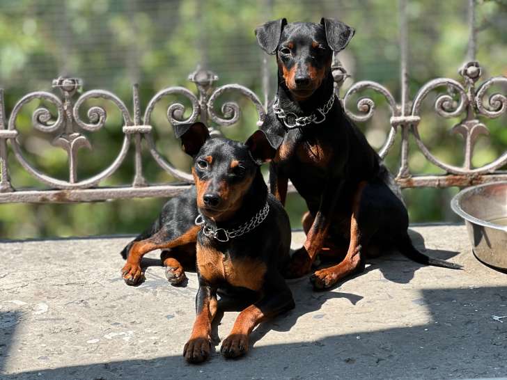 2 très beaux mâles Pinscher Nain reproducteurs à vendre