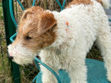 En attente d'un foyer : chiot mâle Fox Terrier blanc