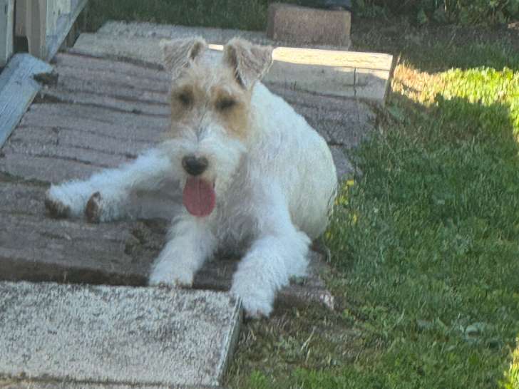 En attente d'un foyer : chiot mâle Fox Terrier blanc et roux