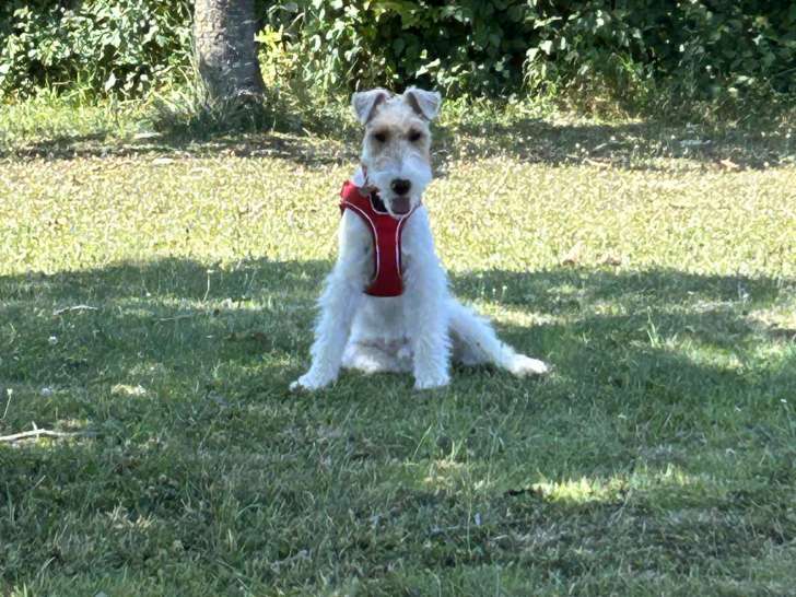En attente d'un foyer : chiot mâle Fox Terrier blanc et roux