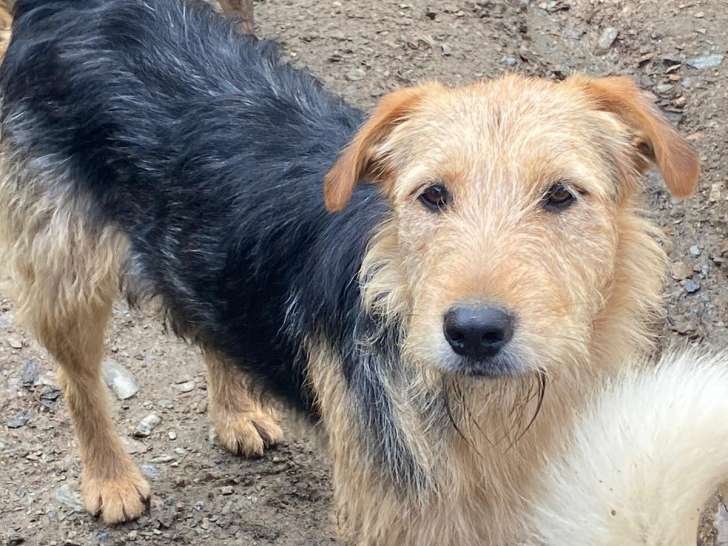 Prête pour l'adoption : chienne noire et feu