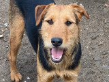 En attente d'adoption : chienne de 3 ans