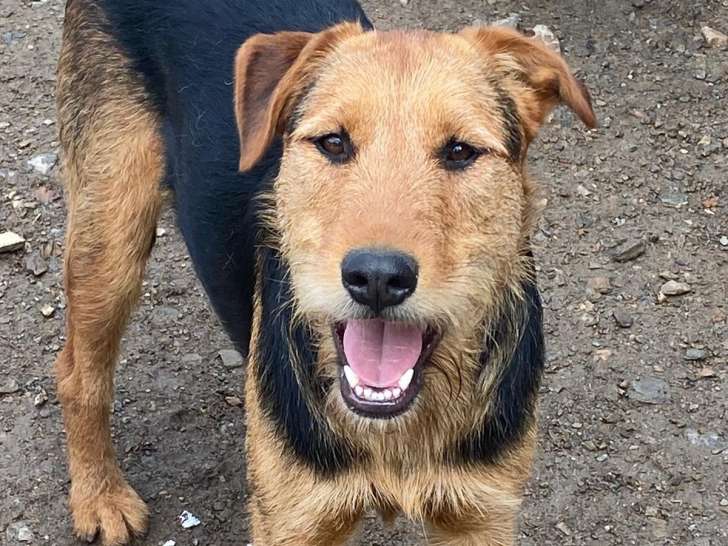 En attente d'adoption : chienne de 3 ans