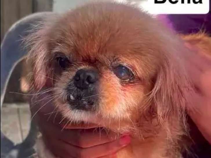 Chienne Épagneul Pékinois prête pour l'adoption