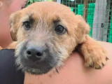 Chiot femelle de 4 mois en attente d'un foyer