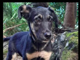 Chiot mâle noir et feu à accueillir