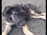 Chiot mâle noir et feu à accueillir