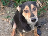 Chiot mâle de 7 mois en quête d’un foyer
