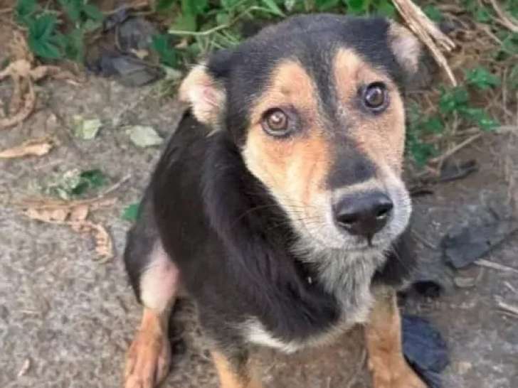 Chiot mâle de 7 mois en quête d’un foyer