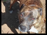 Adoption disponible : chienne âgée de 5 ans