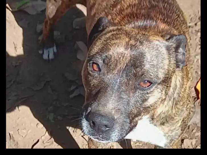 Adoption disponible : chienne âgée de 5 ans