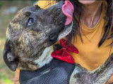 Adoption disponible : chienne âgée de 5 ans
