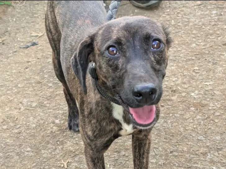Chiot mâle de 8 mois à la recherche d'un foyer