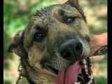 À adopter, chienne fauve charbonnée