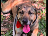 À adopter, chienne fauve charbonnée