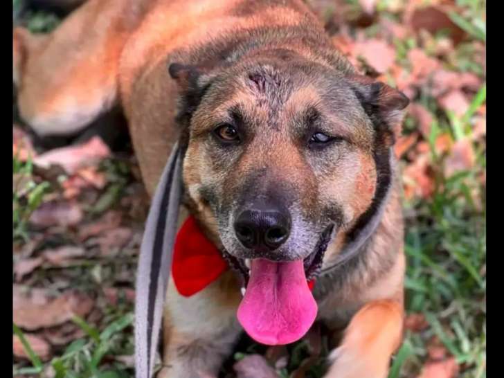 À adopter, chienne fauve charbonnée
