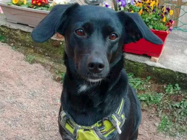 Disponible à l'adoption, chienne noire avec marque blanche