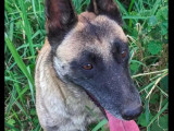 En attente d'adoption, chienne Berger Malinois de 2 ans