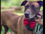 Prête pour l'adoption, chienne au pelage chocolat