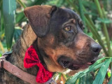 En attente d'un foyer, chien âgé de 4 ans