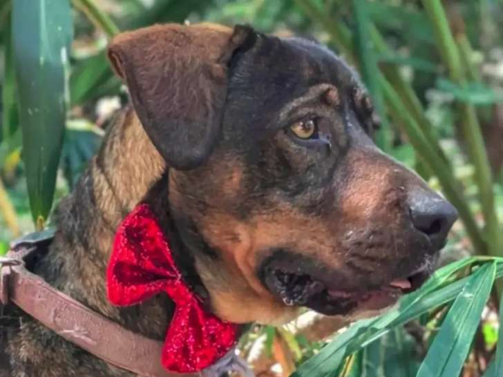 En attente d'un foyer, chien âgé de 4 ans