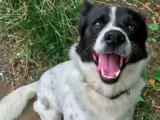 À accueillir, chien âgé de 5 ans