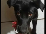 En quête d'une famille, chienne d'un an