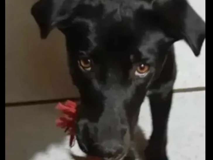 En quête d'une famille, chienne d'un an