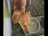 Adoption disponible : chien marron
