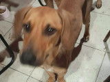 Adoption disponible : chien marron