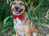 À la recherche d’un foyer, chienne âgée de 4 ans