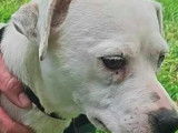 À adopter : chienne marron et blanche