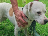 À adopter : chienne marron et blanche