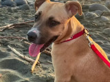 Disponible à l'adoption : chien Staffordshire Américain Terrier de 2 ans