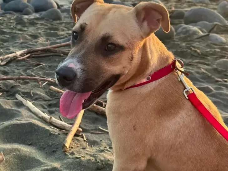 Disponible à l'adoption : chien Staffordshire Américain Terrier de 2 ans