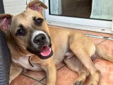 Disponible à l'adoption : chien Staffordshire Américain Terrier de 2 ans