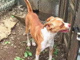 En attente d'adoption : chien marron et blanc