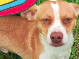 En attente d'adoption : chien marron et blanc