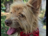 Prête pour l'adoption : chienne marron et blanche