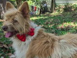 Prête pour l'adoption : chienne marron et blanche