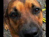 En attente d’une famille : chien âgé de 2 ans