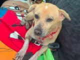 À accueillir : chien au pelage beige