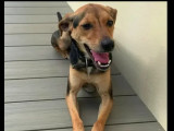 En quête d'une famille : chien noir et feu