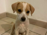 Adoption disponible : chiot mâle marron et blanc