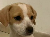 Adoption disponible : chiot mâle marron et blanc